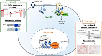 Estrogen Receptor and Vascular Aging